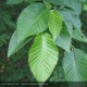 OSTRYA carpinifolia