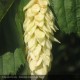 OSTRYA carpinifolia