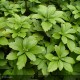 PACHYSANDRA terminalis