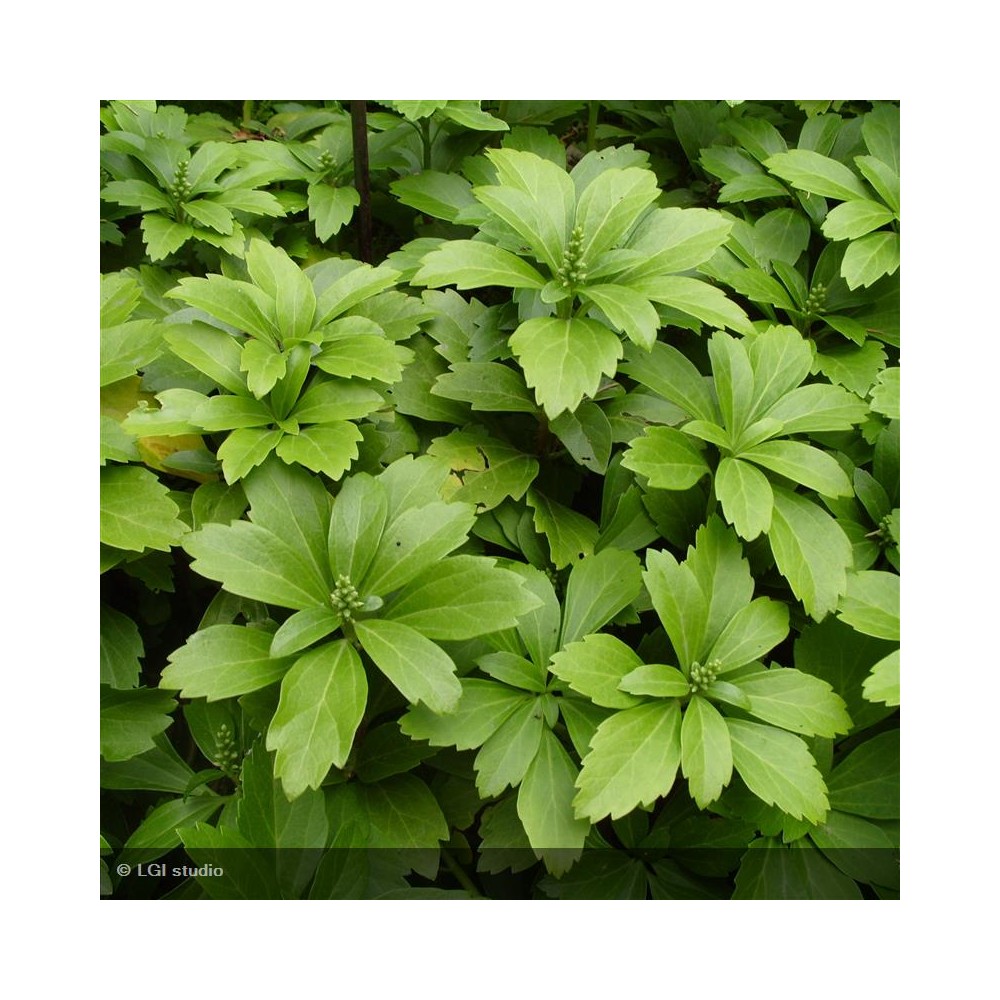 PACHYSANDRA terminalis