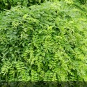 SOPHORA japonica Pendula