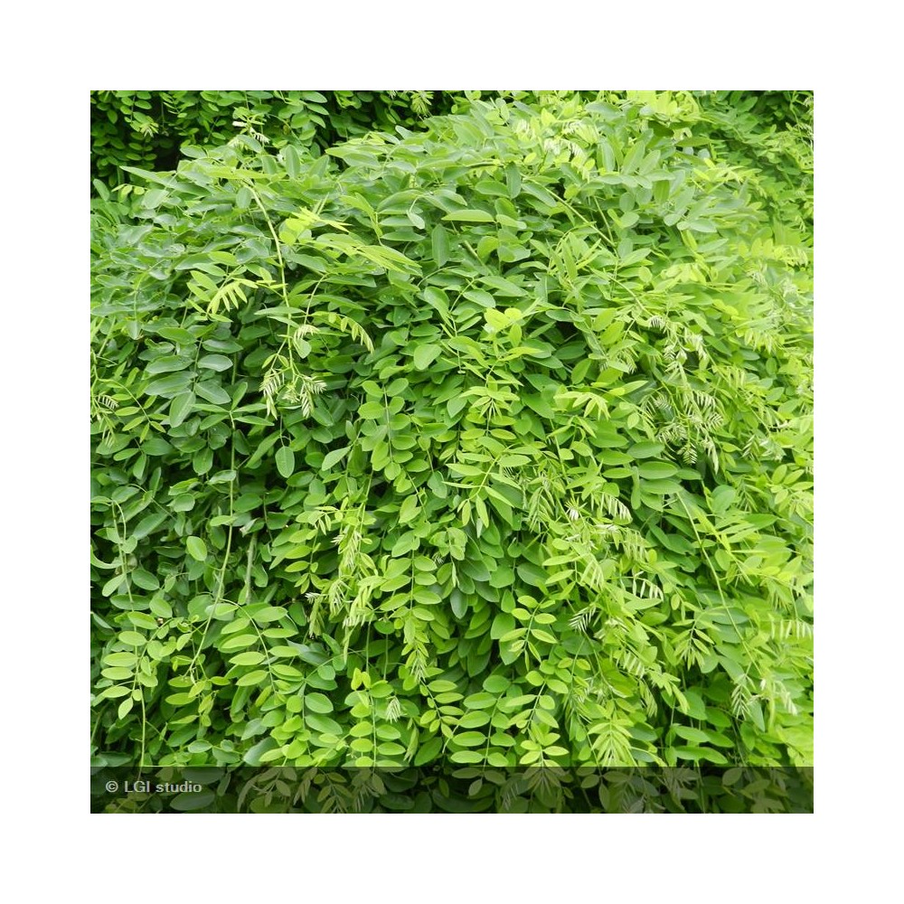 SOPHORA japonica Pendula