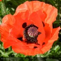 PAPAVER orientale Allegro