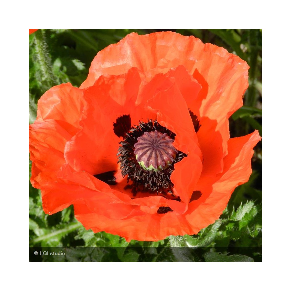 PAPAVER orientale Allegro