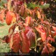 PARROTIA persica