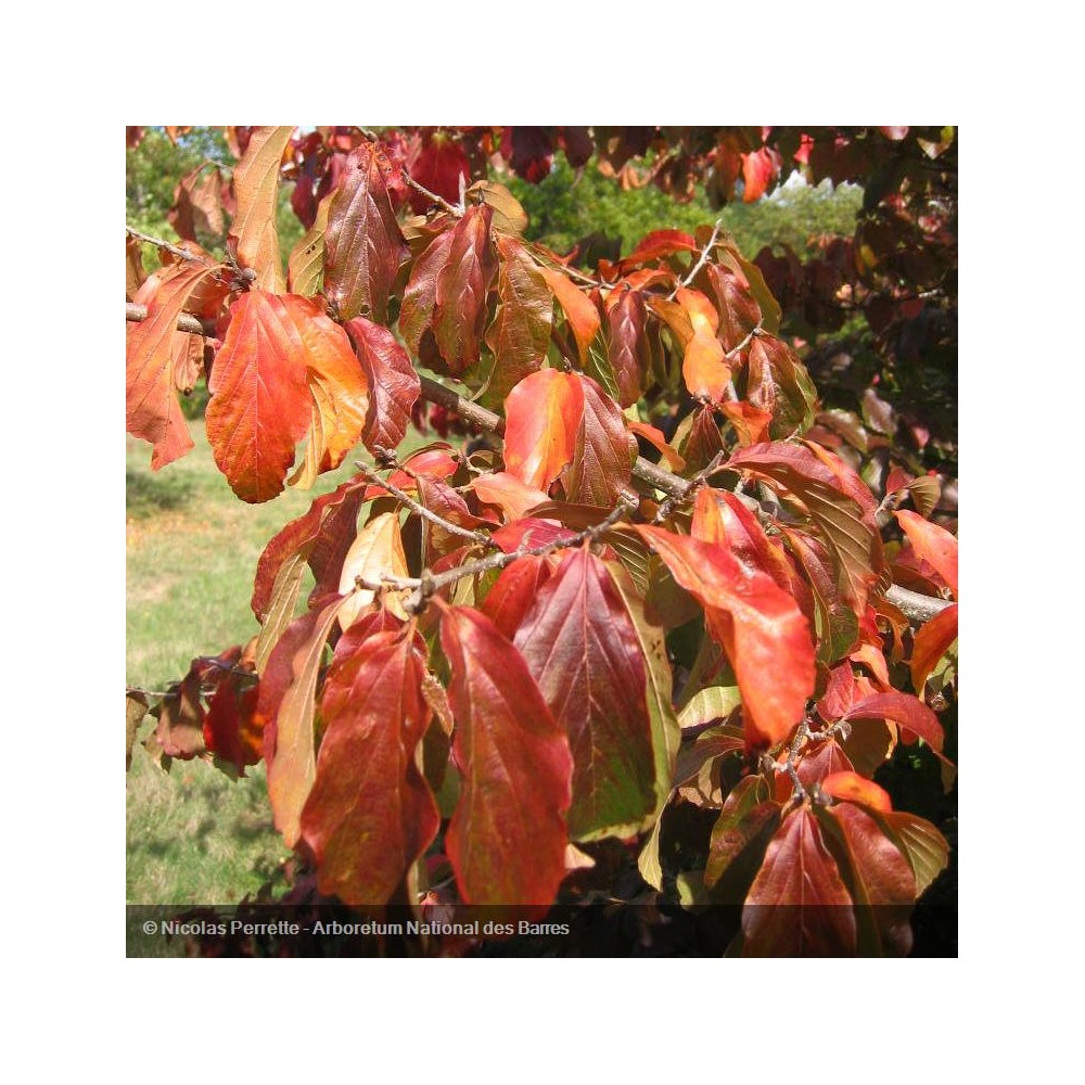 PARROTIA persica