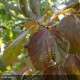 PARROTIA persica