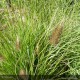 PENNISETUM alopecuroides Japonicum