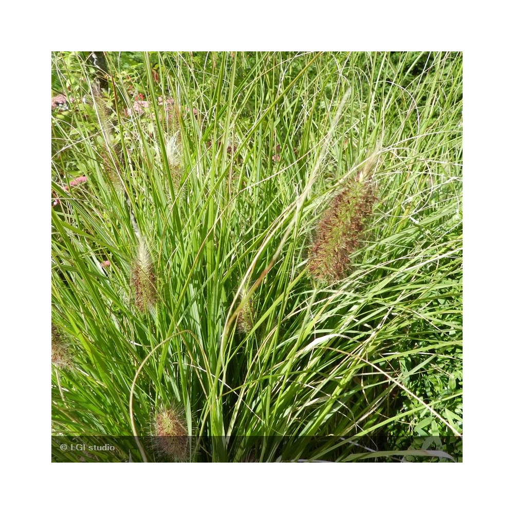 PENNISETUM alopecuroides Japonicum