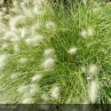 PENNISETUM villosum