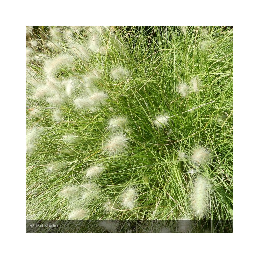 PENNISETUM villosum