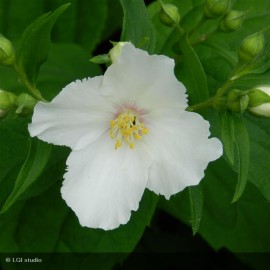 PHILADELPHUS x Belle Etoile