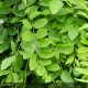 SOPHORA japonica Pendula