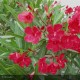 NERIUM oleander