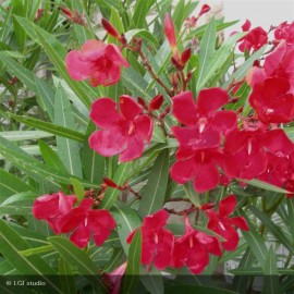 NERIUM oleander