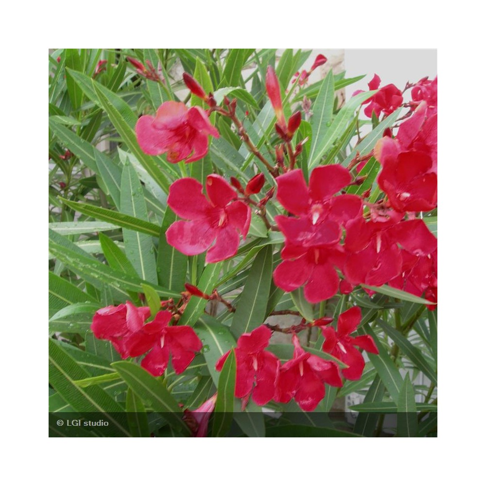 NERIUM oleander