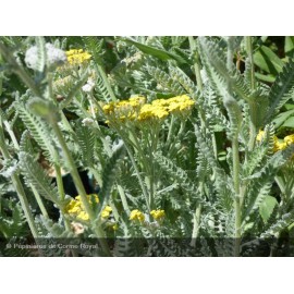 ACHILLEA Moonshine