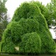SOPHORA japonica Pendula