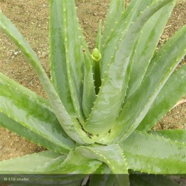 ALOE vera