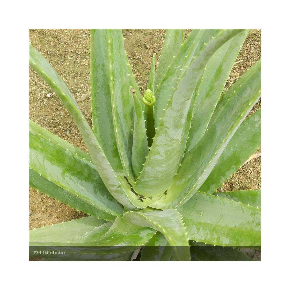 ALOE vera