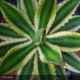 AGAVE lophanta Quadricolor