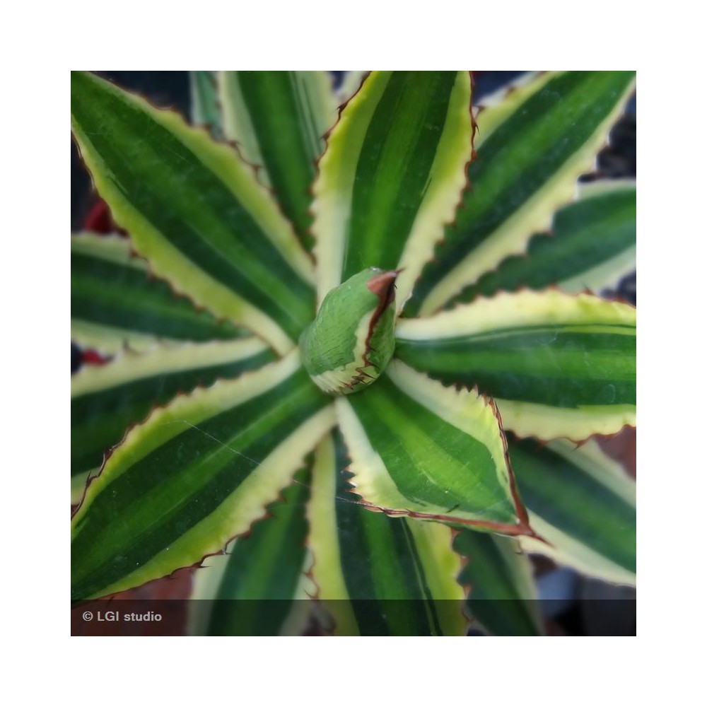 AGAVE lophanta Quadricolor