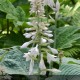 HOSTA Blue Angel