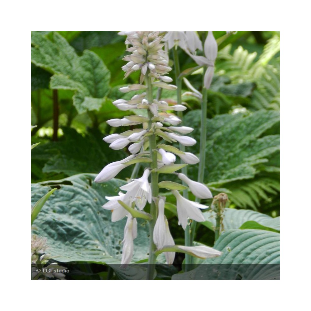 HOSTA Blue Angel