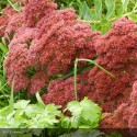 SEDUM spectabile Brilliant