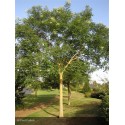 SOPHORA japonica
