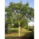 SOPHORA japonica
