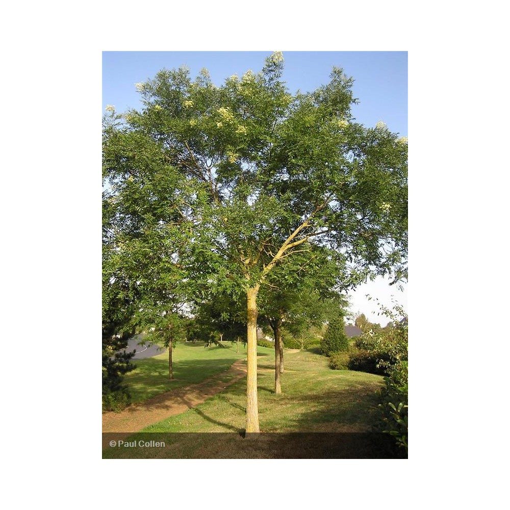SOPHORA japonica
