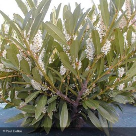 PRUNUS laurocerasus Otto Luyken