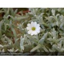 CERASTIUM tomentosum Silberteppich