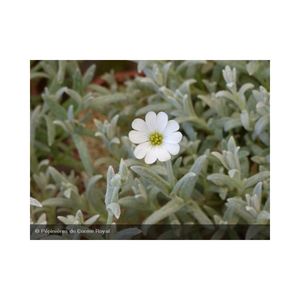 CERASTIUM tomentosum Silberteppich