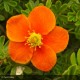 POTENTILLA fruticosa Hopley's Orange