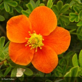 POTENTILLA fruticosa Hopley's Orange