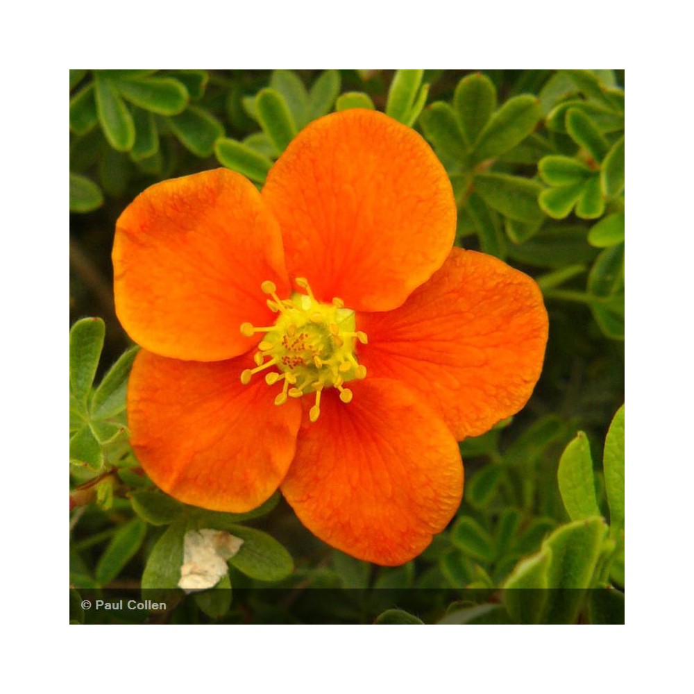 POTENTILLA fruticosa Hopley's Orange