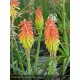 KNIPHOFIA Alcazar