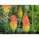 KNIPHOFIA Alcazar