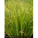 ACORUS gramineus Ogon