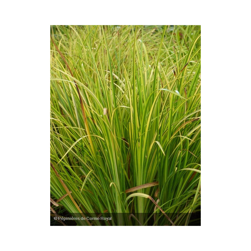 ACORUS gramineus Ogon