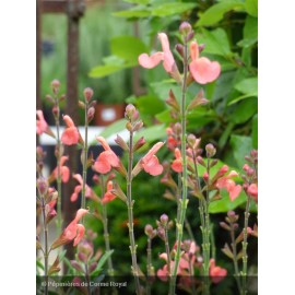 SALVIA microphylla Orange