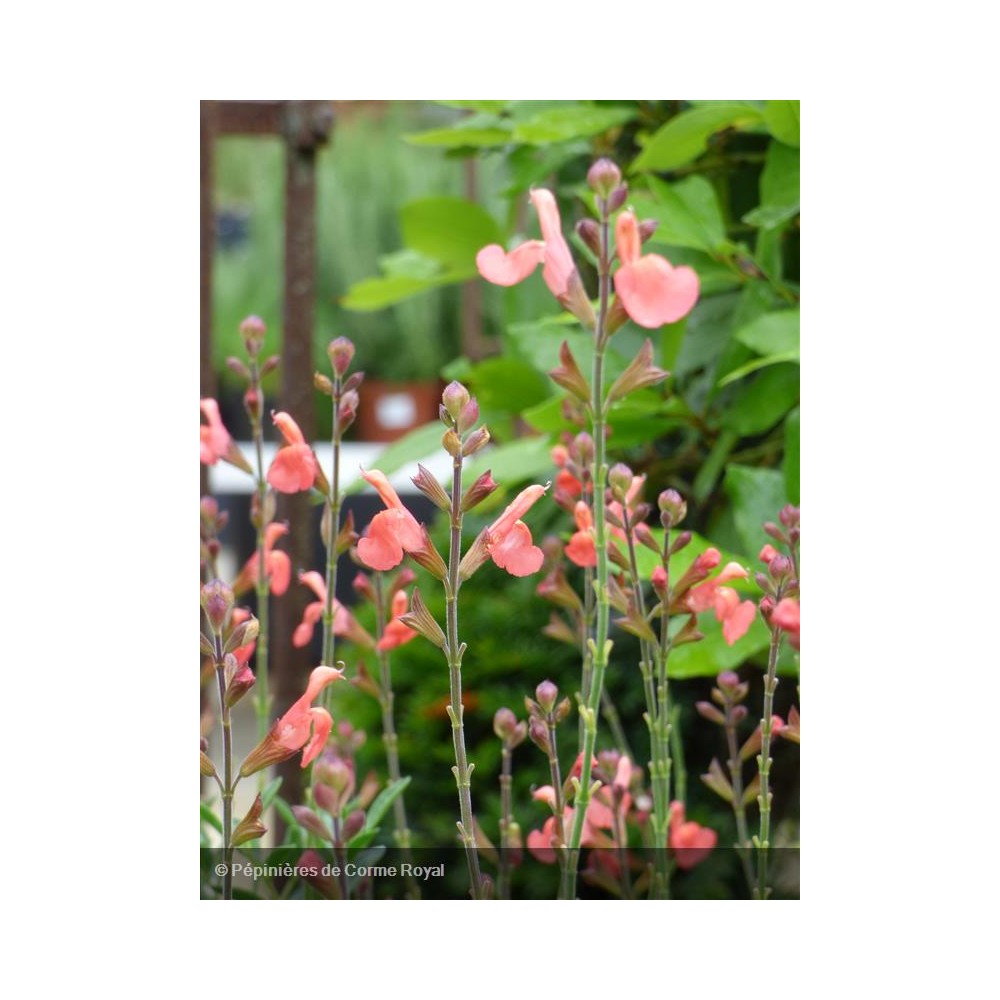 SALVIA microphylla Orange