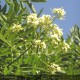 SOPHORA japonica