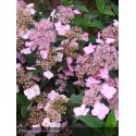 HYDRANGEA serrata Mont Aso