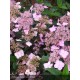 HYDRANGEA serrata Mont Aso