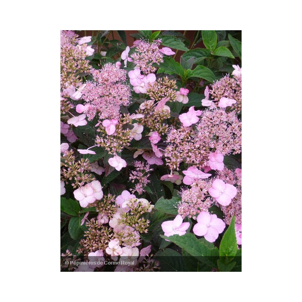 HYDRANGEA serrata Mont Aso