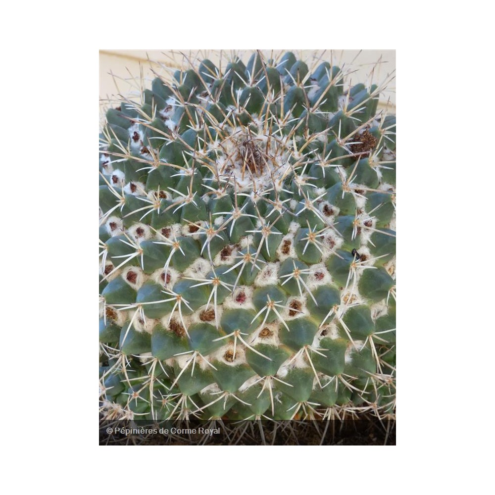 MAMMILLARIA compressa