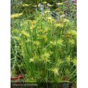 CYPERUS haspan